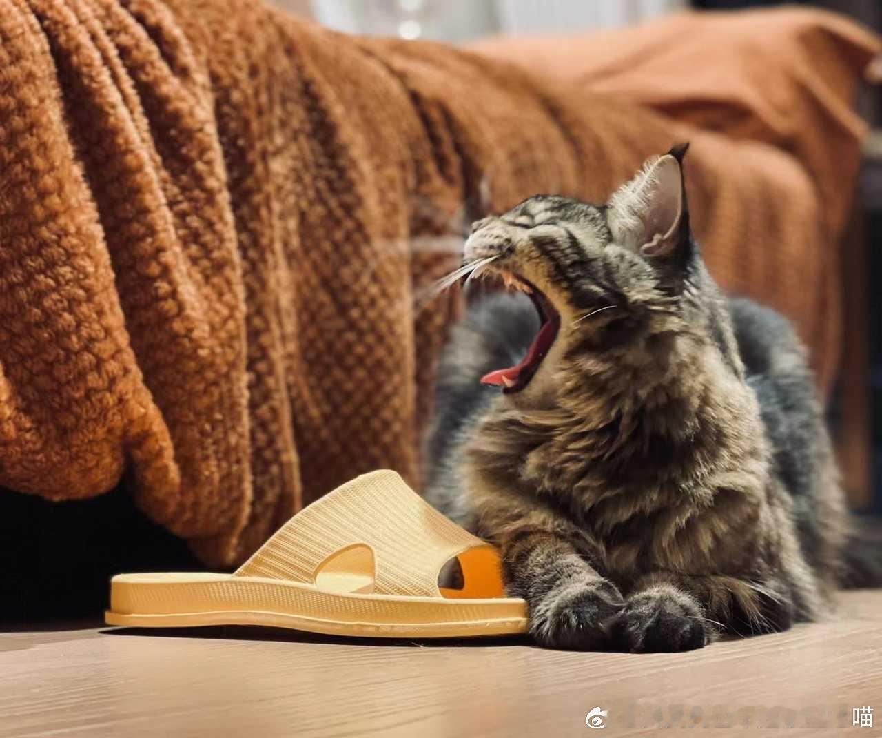 49436【丑猫】蟒蛇 