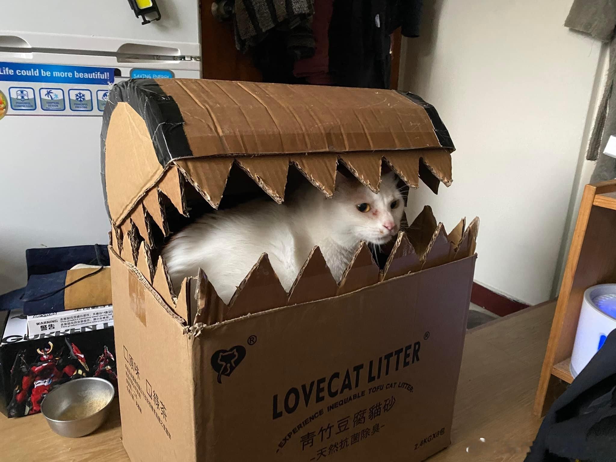 猫宁 