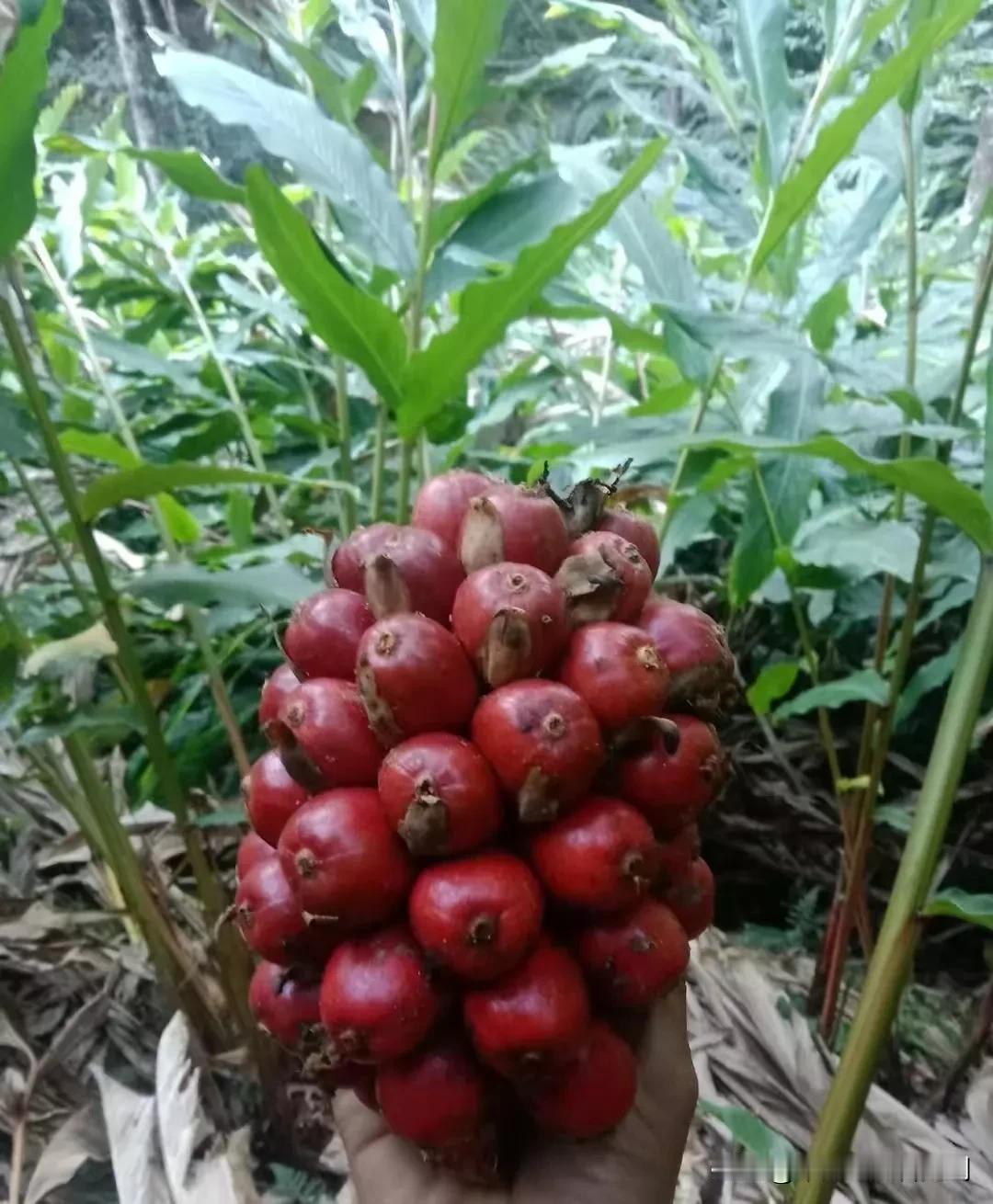头条友友们，我相信很多人吃过，这种美食的，但是认识的，可能是百分之二十吧！云南人