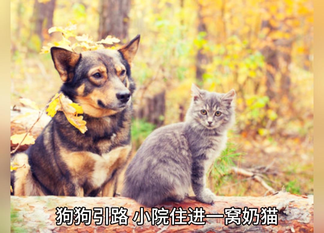 离谱暖心！自家狗狗竟偷偷给我领来一窝小猫
 
本以为只是简单收留一只流浪小猫，万