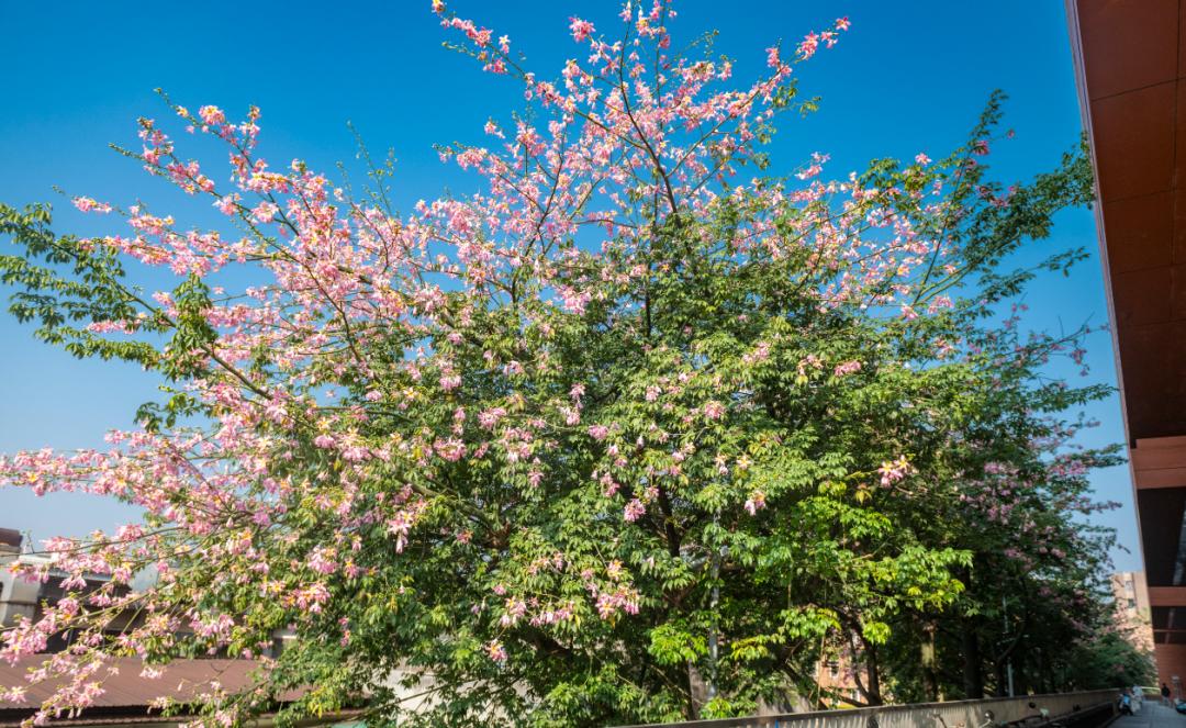 确定影响广东！新一轮寒潮下周带来剧烈降温+降雨