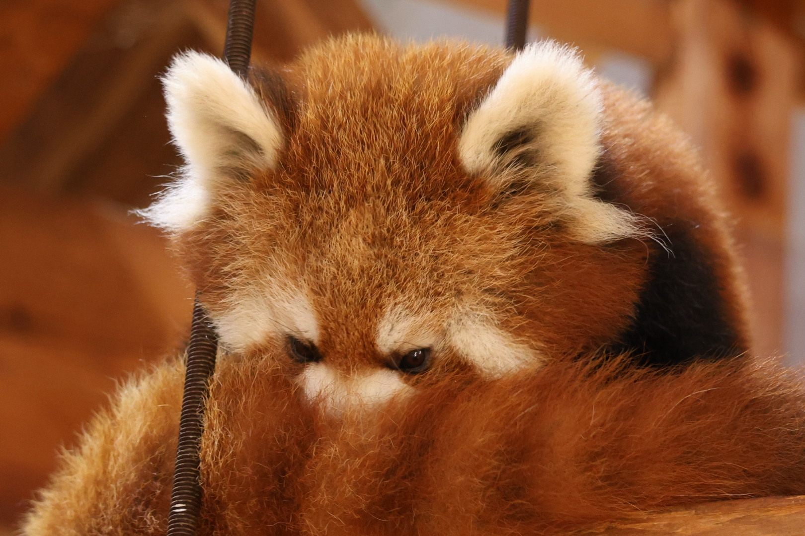 小熊猫 抱住自己的尾巴猛吸一口！(♡˙︶˙♡)小能实在太可爱了~是我我也吸！ 
