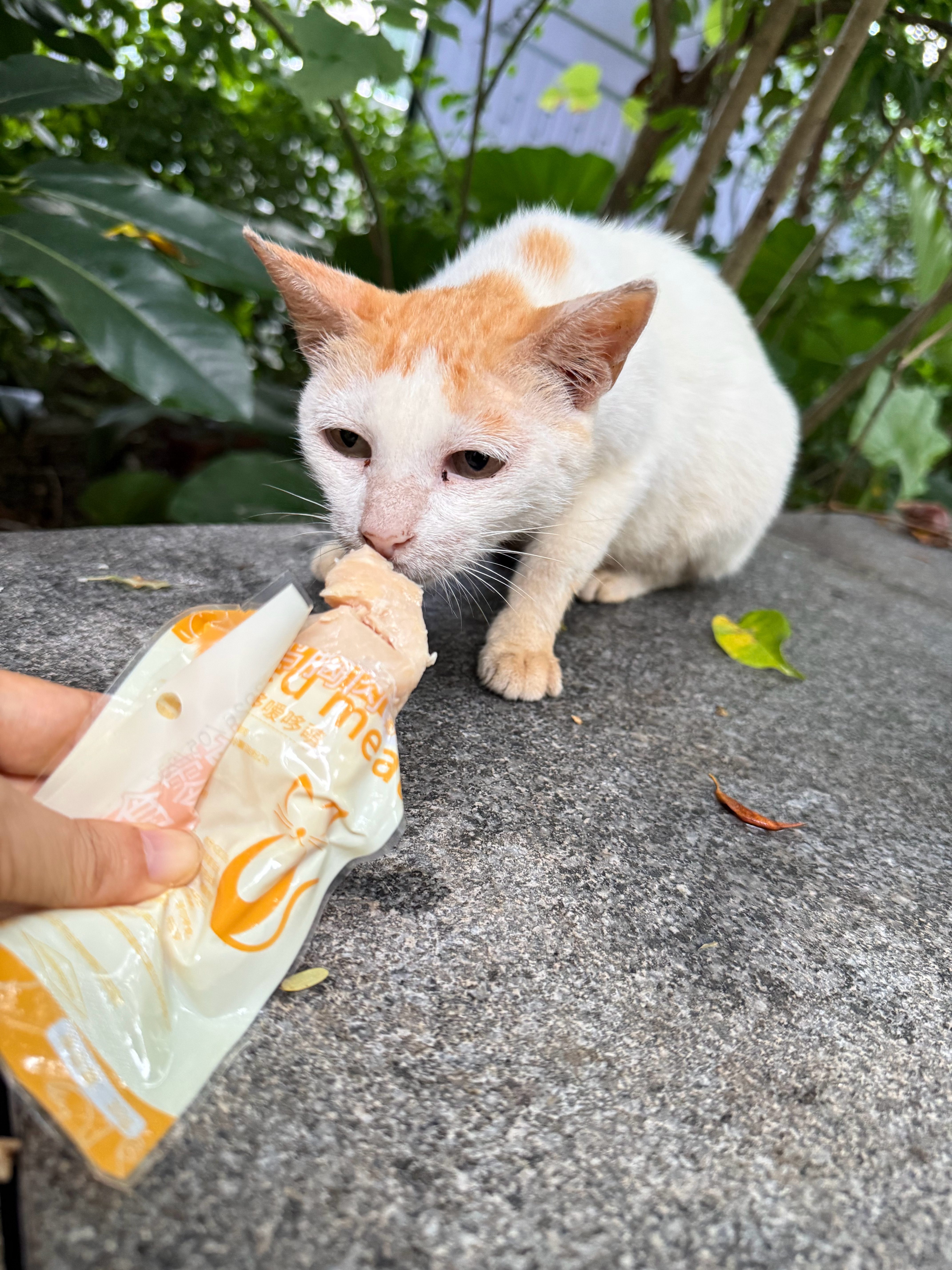 第一口总是先叼走送到树丛中给孩子流浪猫