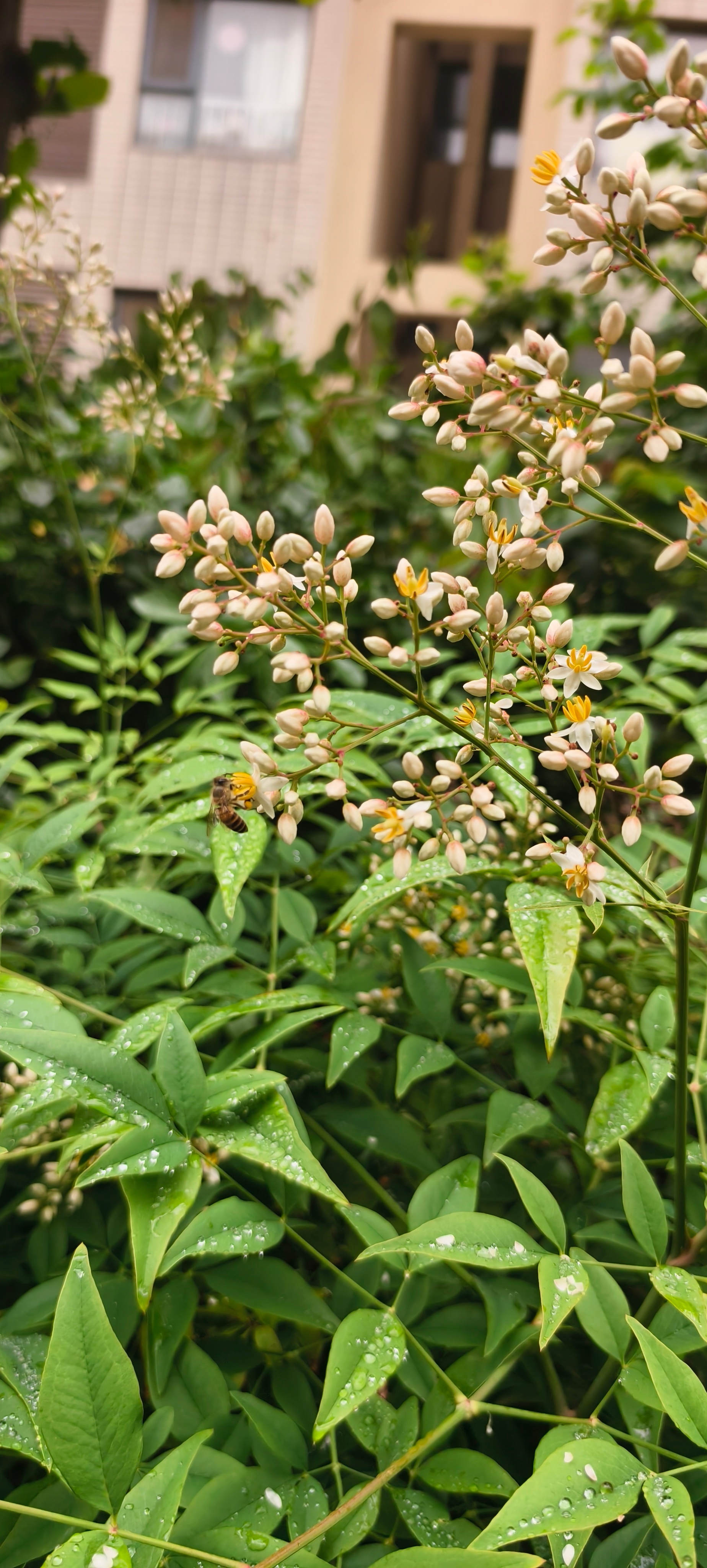 一直蜜蜂🐝 