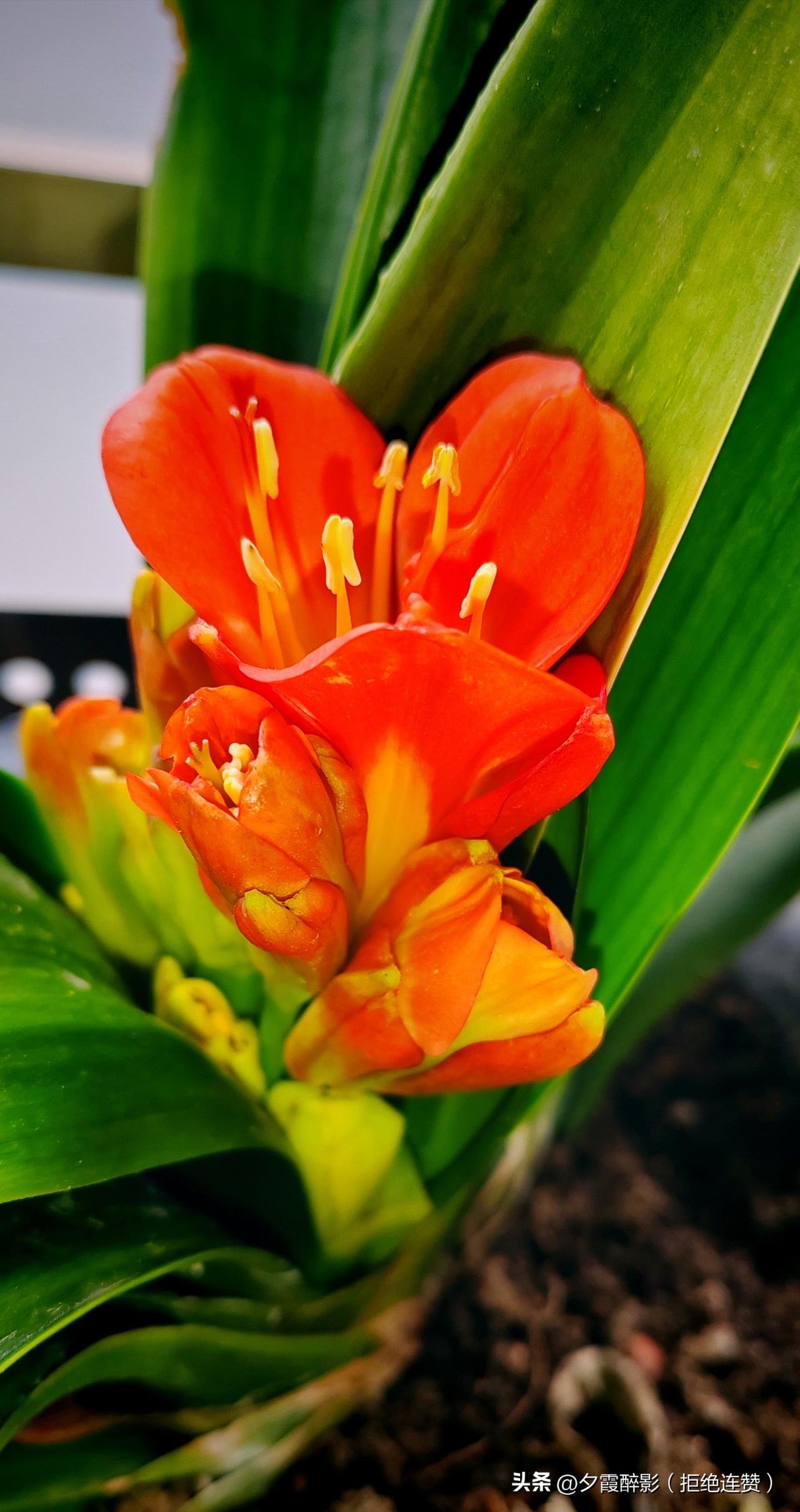 我的君子兰，终于要开啦🌿
 
好激动啊，我的君子兰，从一个不起眼的小芽苞，到现
