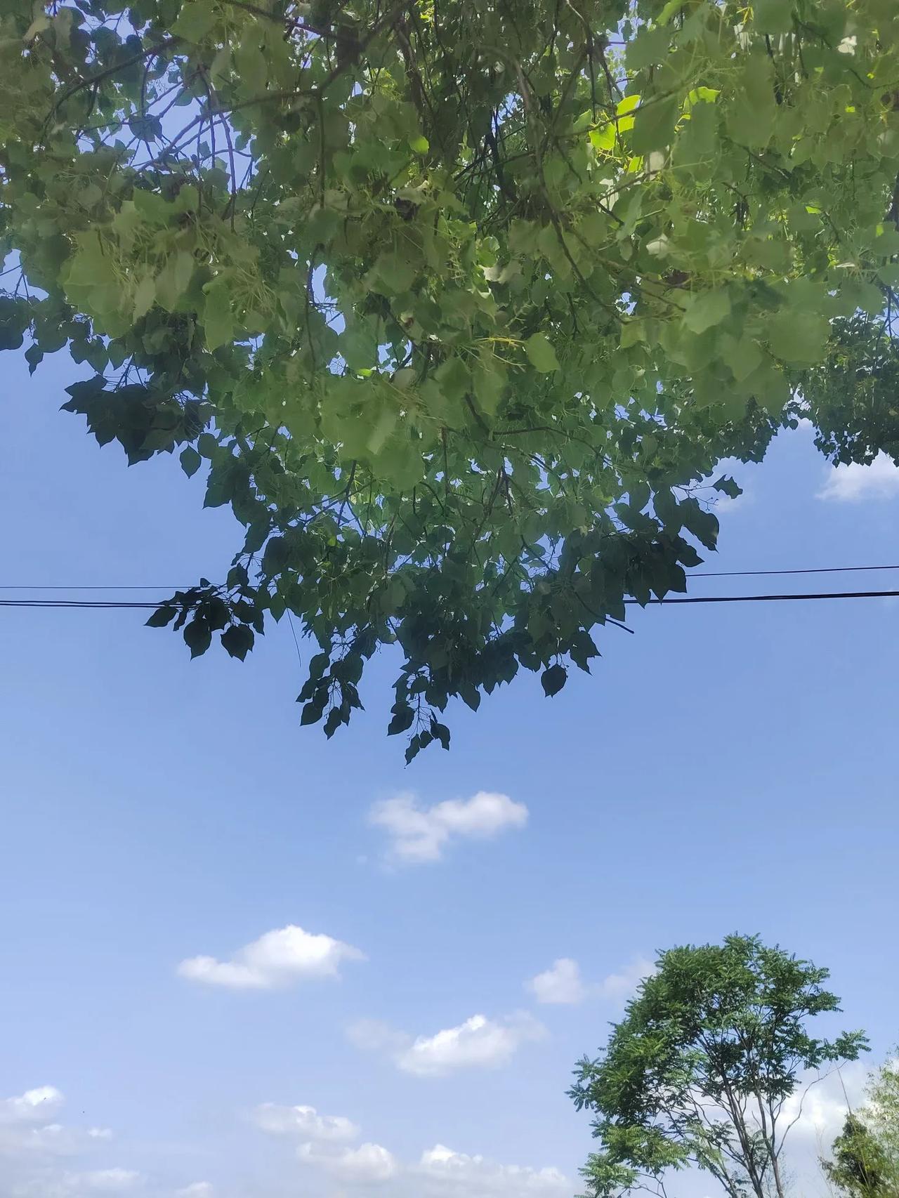 上联：春去花辞树。诚邀下联秋至叶归尘。