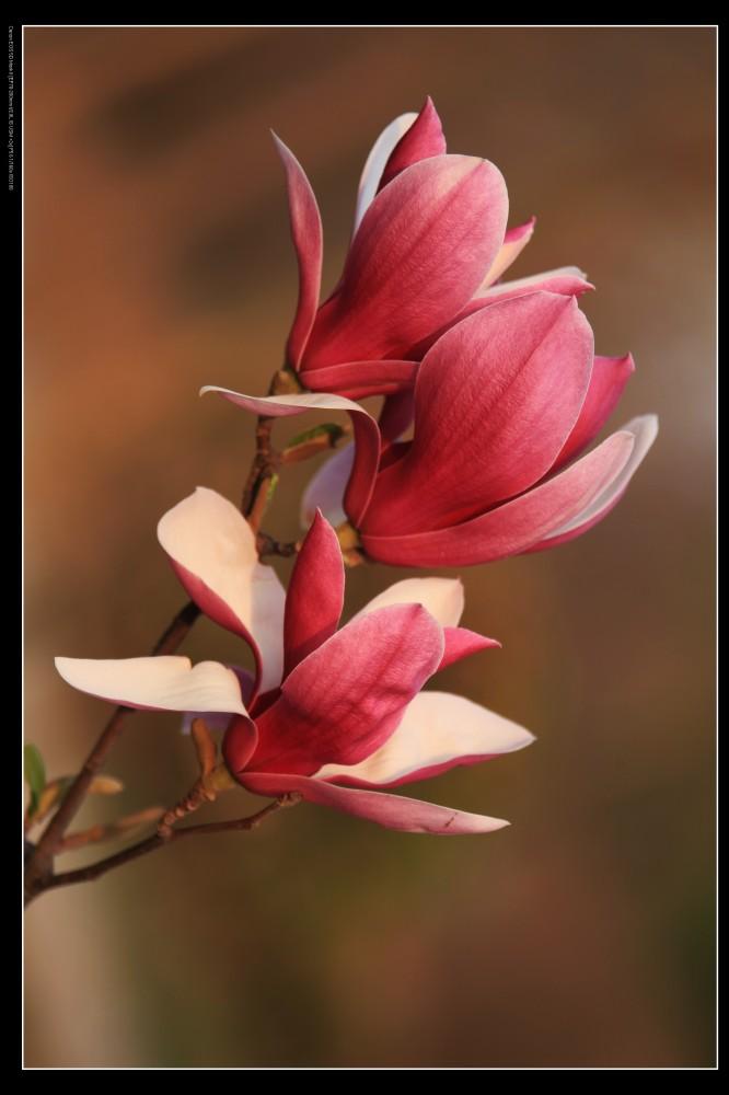 周二上午的震荡格局基本确定，可逢低关注 Ai+！
周二上午，大 A 高开后迅速回