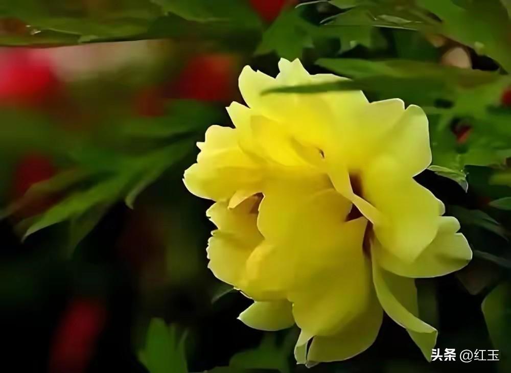 其实朱棣之所以能干成许多大事，如远征蒙古，下西洋，修永乐大典，和他有个好儿子不无