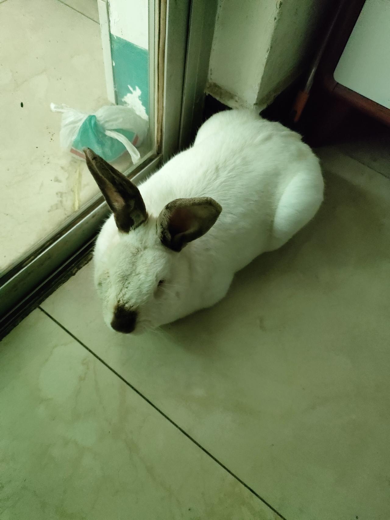 看看你们家的兔子家里安静的大白兔，还有时刻黏在身后的小比熊，一静一软，平淡日子全
