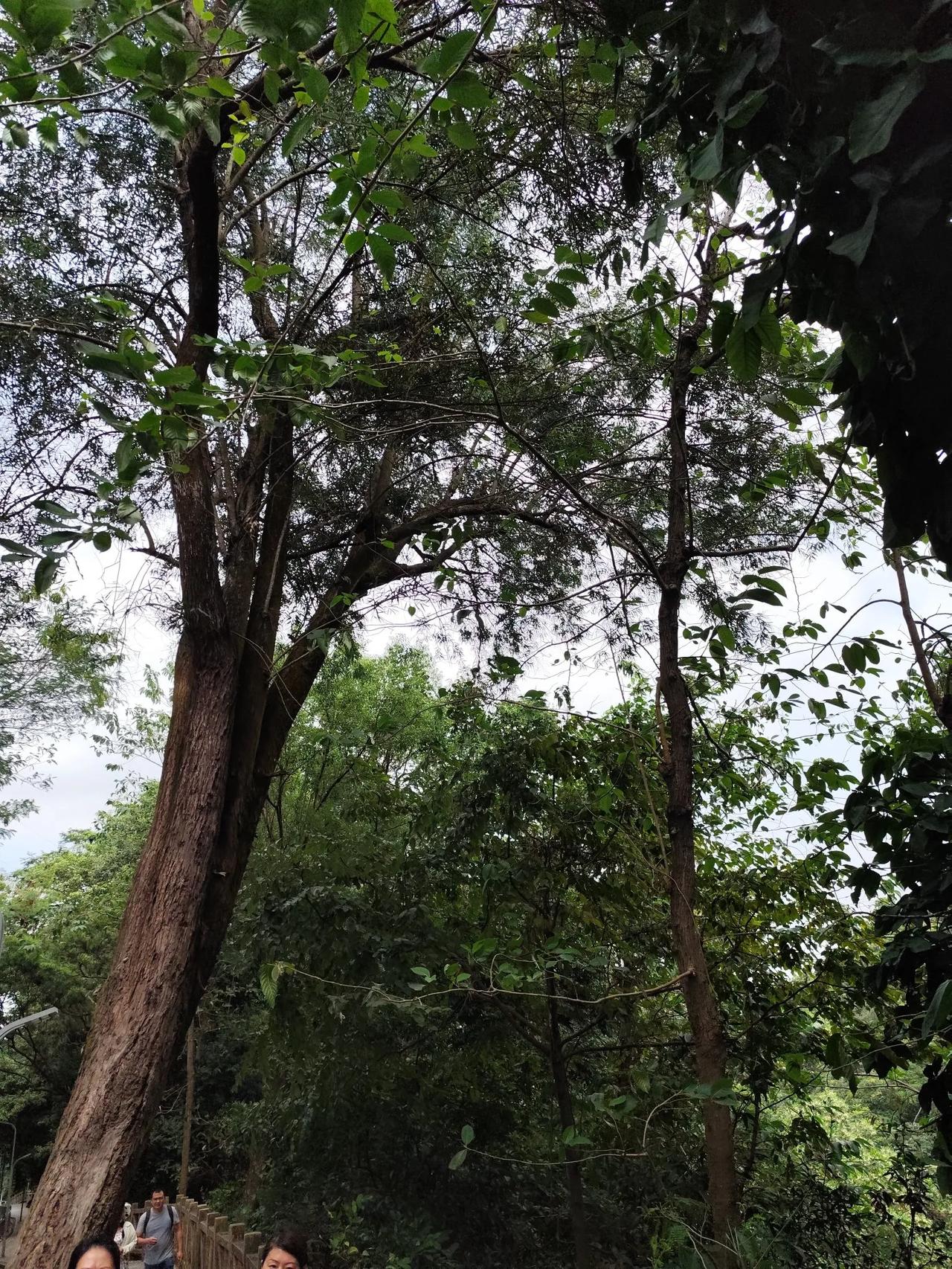 林子大了什么鸟都有，世界大了啥人都有。
有个人从外地跑来和我见面，竟然是他追我前