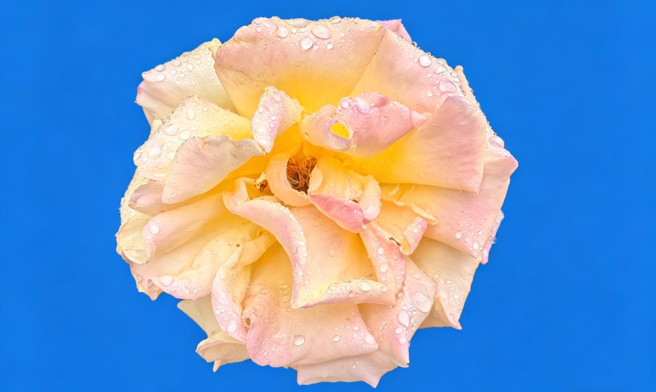 露珠滴落玫瑰瓣，清香满溢心间。