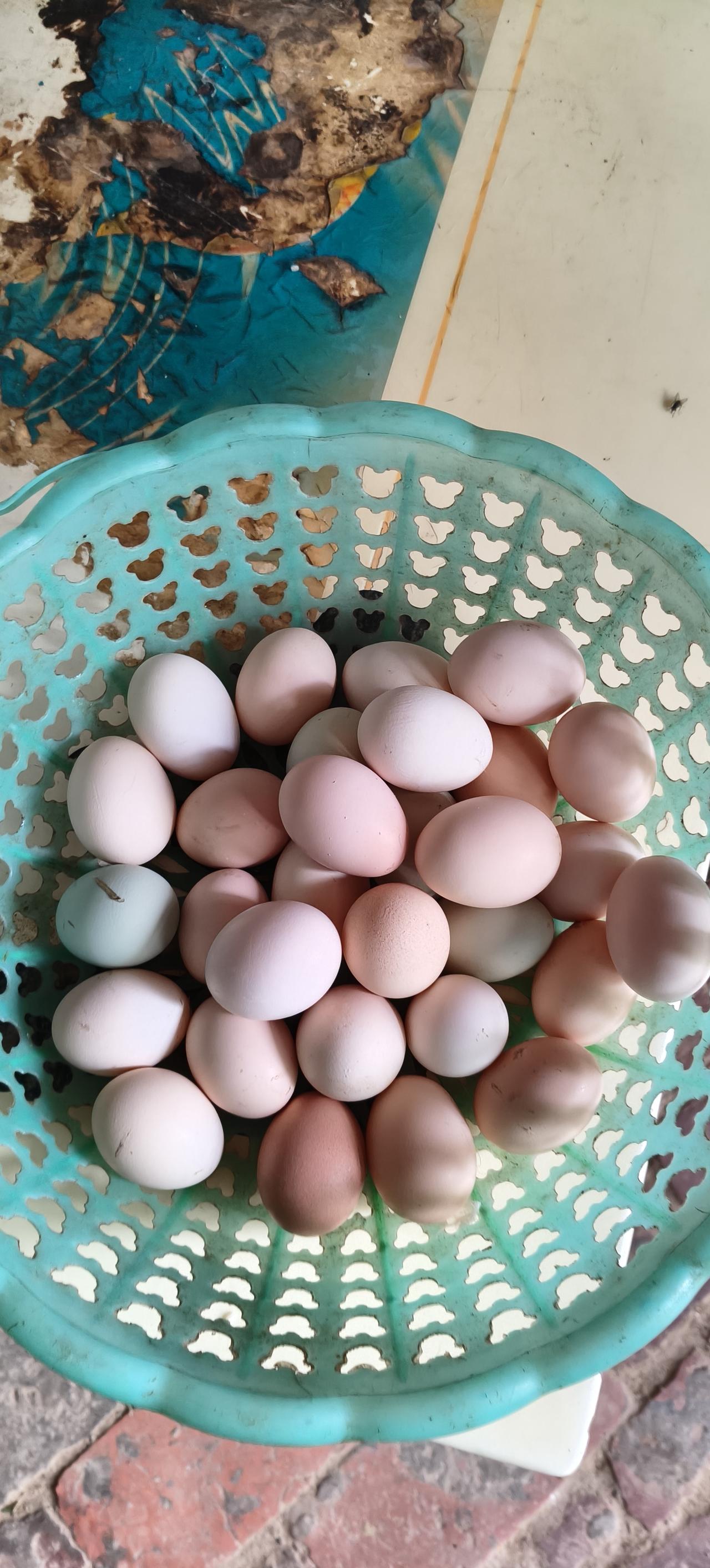 “自然散养鸡蛋，健康美味的选择！”🥚🌿