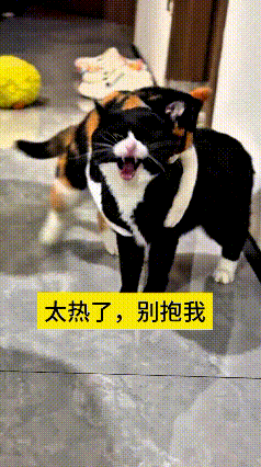 我看了好几遍这段视频，家里花猫非要凑上去搂黑猫，黑猫嗷嗷叫个不停。明明就是天太热