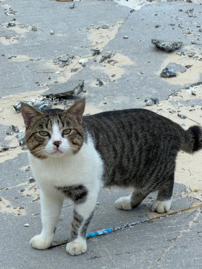 刘昊然猫猫狗狗日常真的是好暖，拍的猫猫狗狗也是很可爱的呀，感受到了生活的一种美好