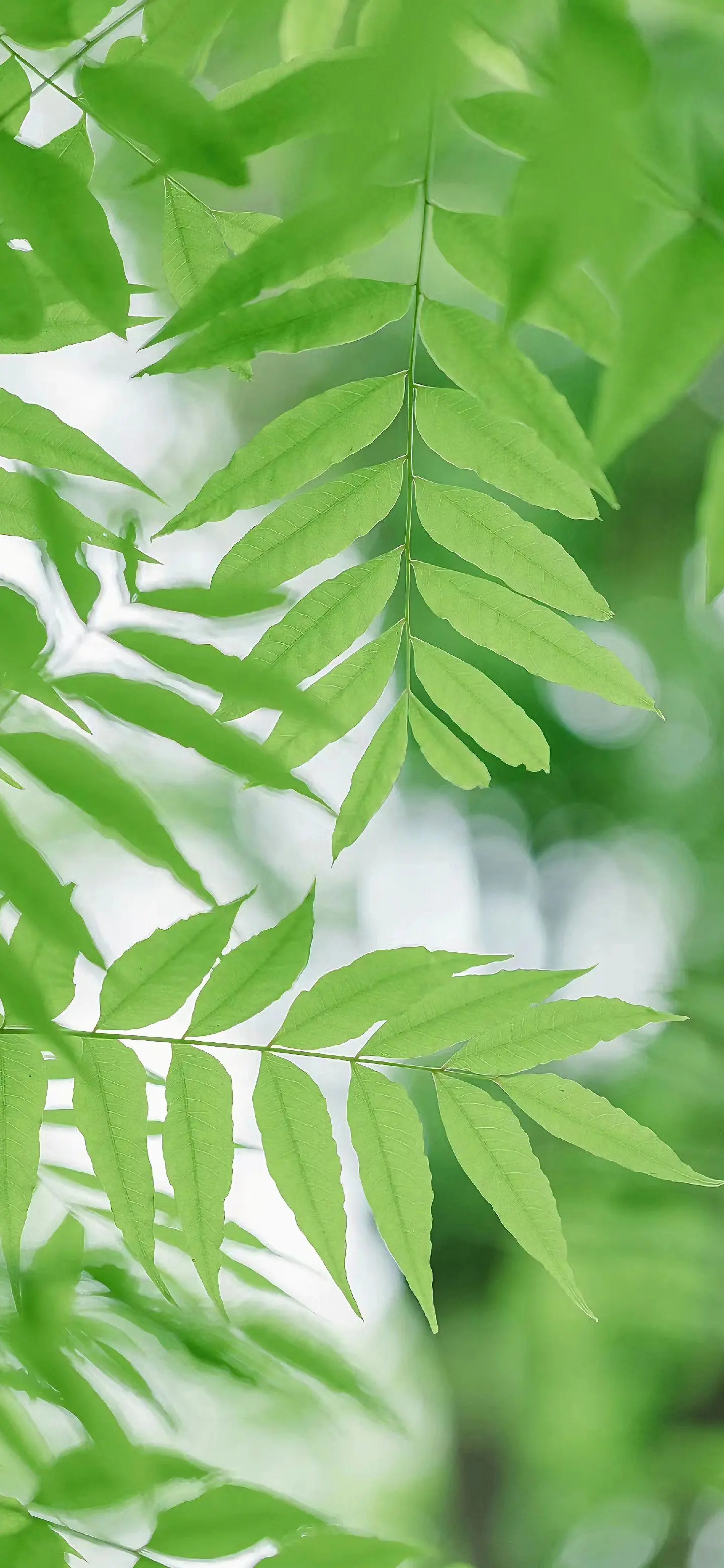 高清全屏壁纸。别让任何人和事，消耗你内心的晴朗。
温柔治愈壁纸，清新简约壁纸，高清壁纸，iphone苹果壁纸
