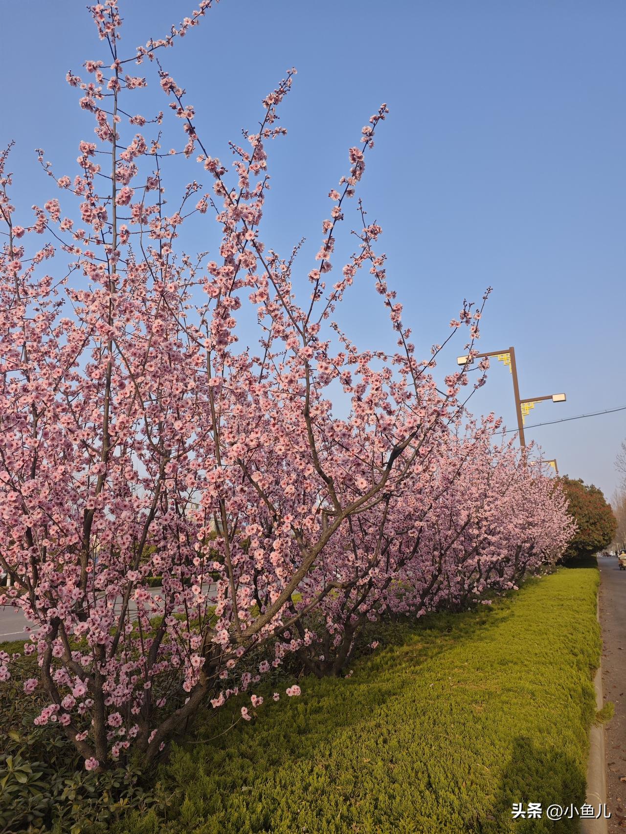 家乡的春天，被一片粉色温柔包裹。
不用滤镜，不用远行，一树繁花就是整个春天。
风
