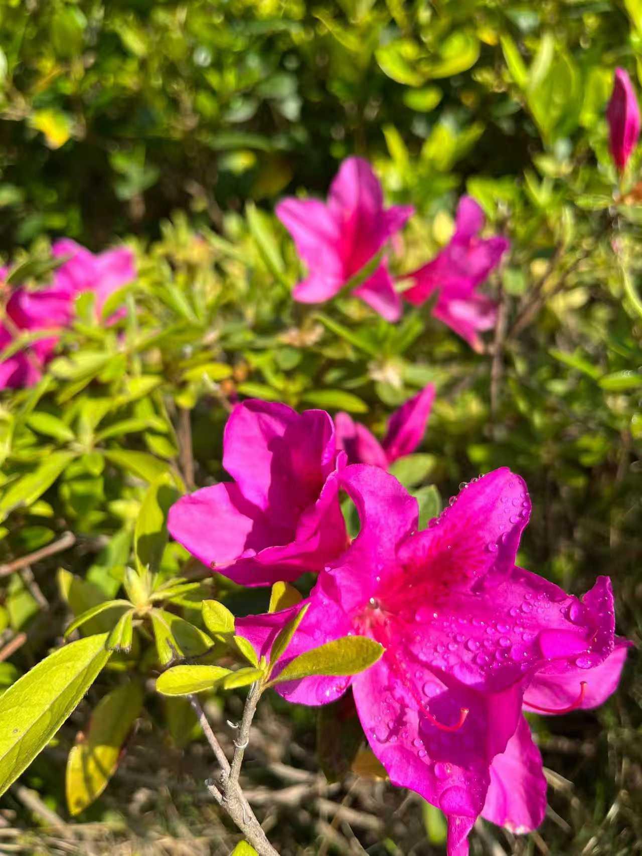 接连几日阴雨连绵，今日太阳公公终于露出了久违的笑颜。家门口绽放的花儿格外娇艳，看