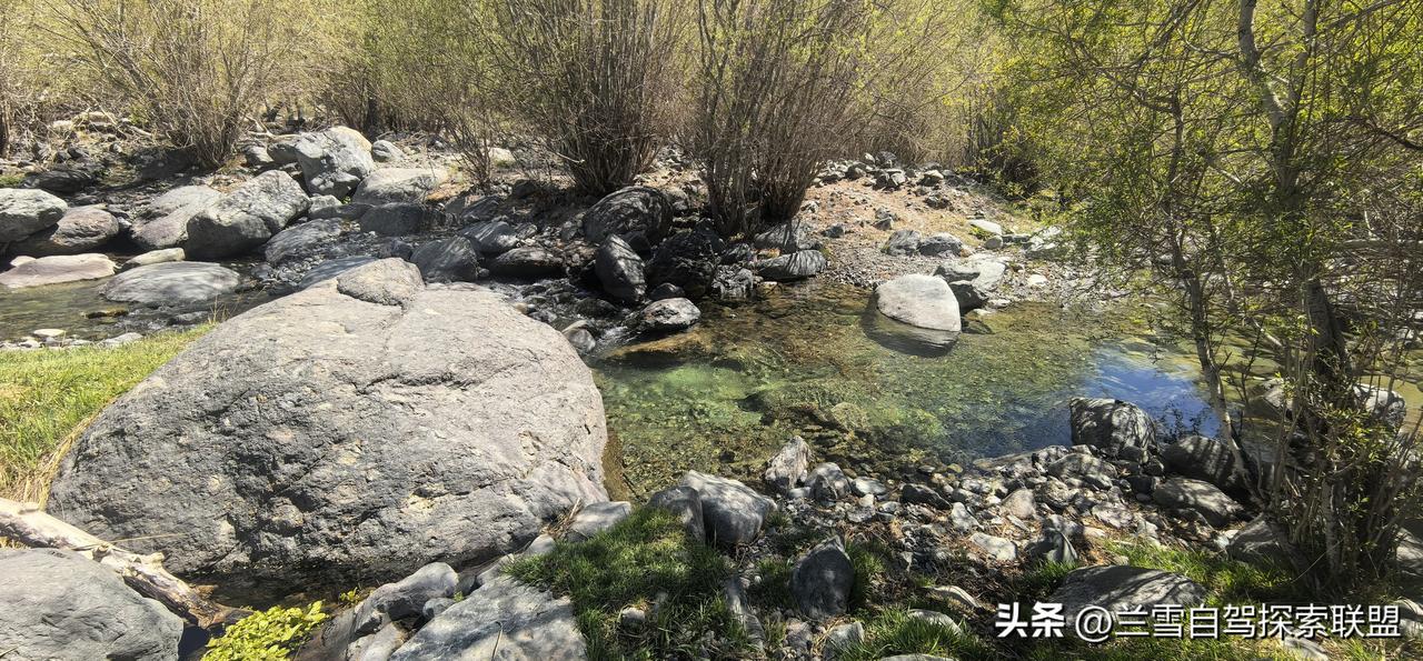 你吃过椒蒿吗？每年5-7月都去现场采椒蒿包饺子，想去的导航“苏拉夏”，离乌鲁木齐