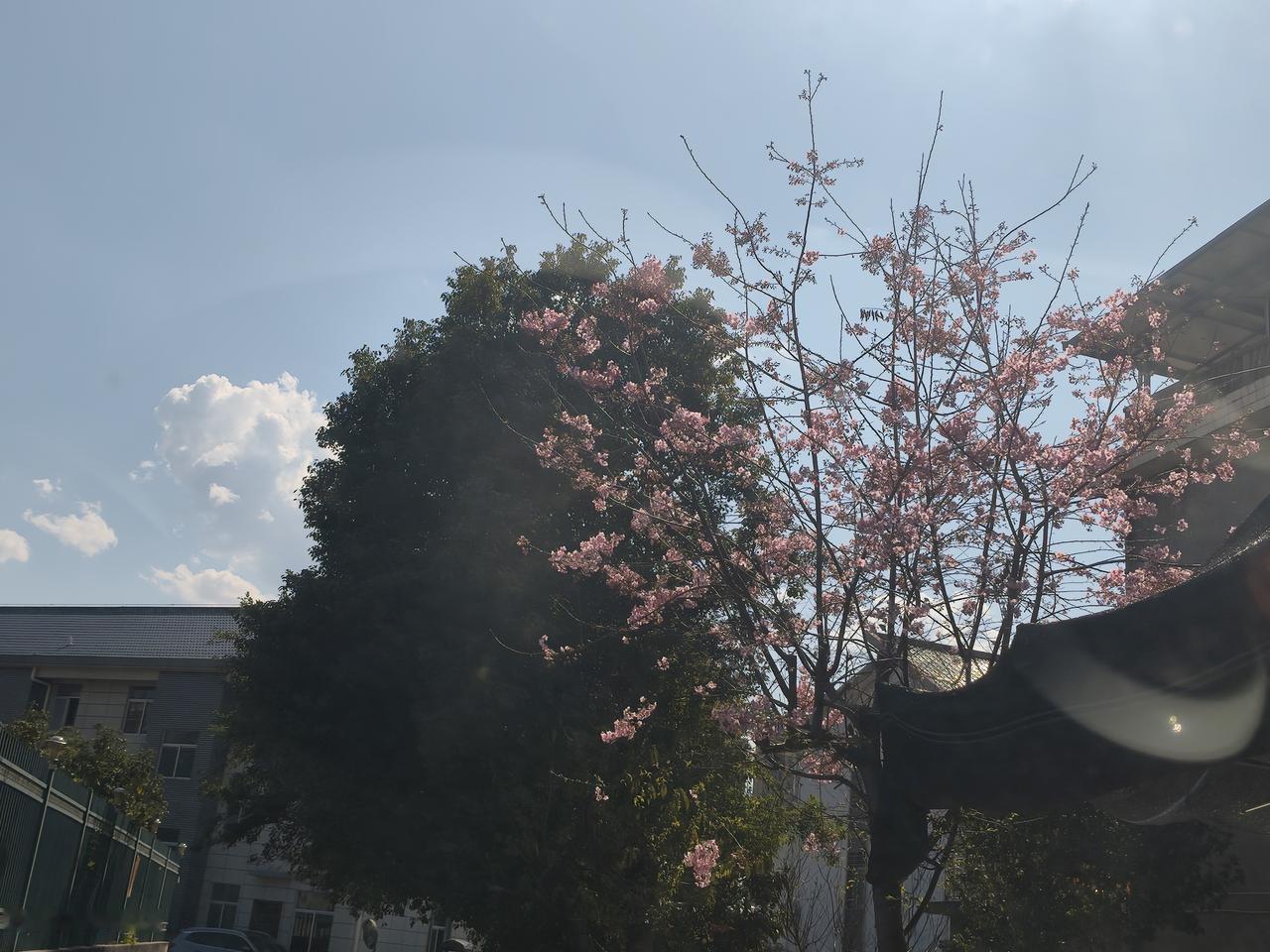 以为是樱花，近看是桃花。
春天来了。