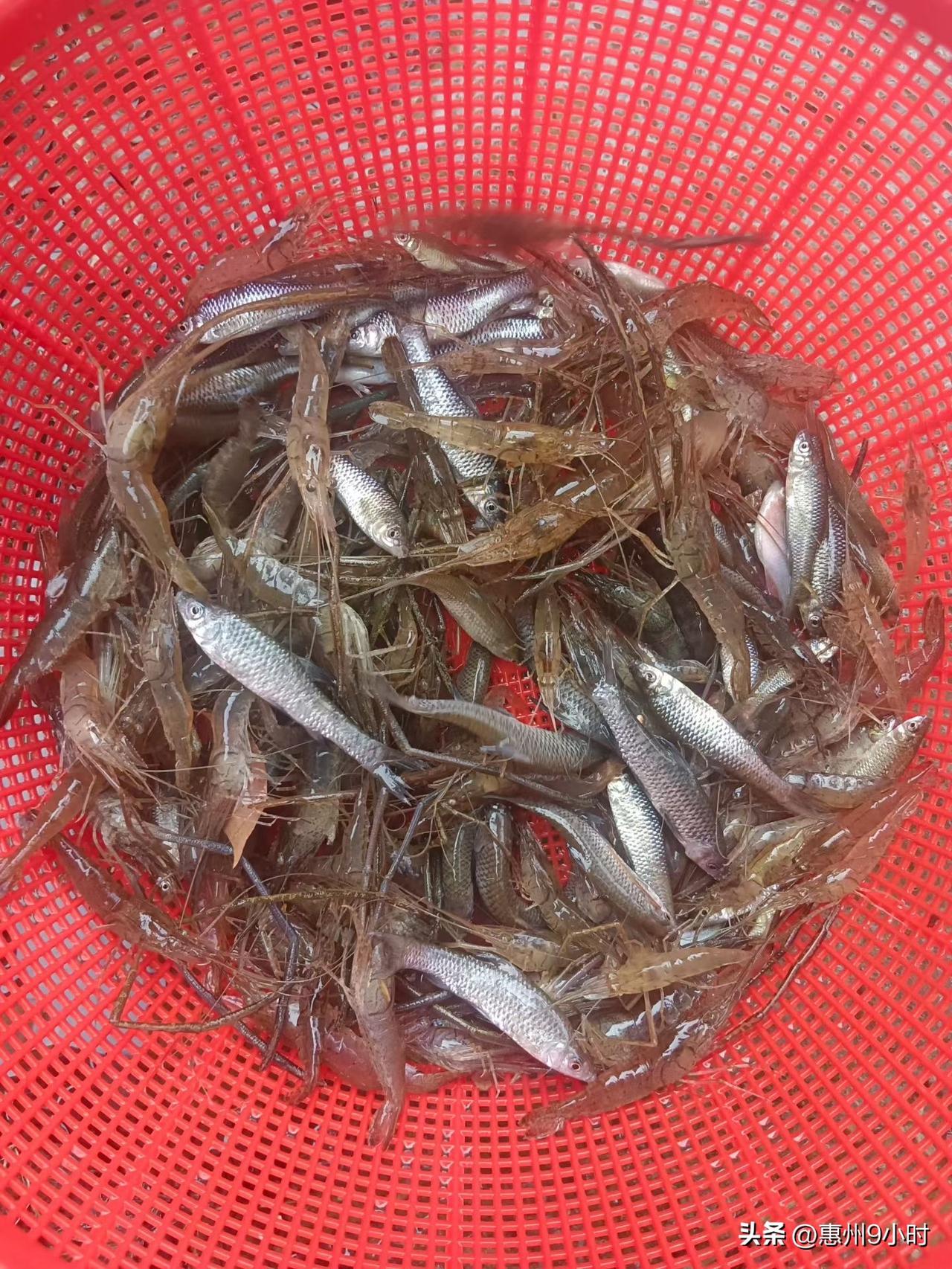 一斤多的河虾鱼仔，下锅前还在蹦跶，出锅后香到舔手指…