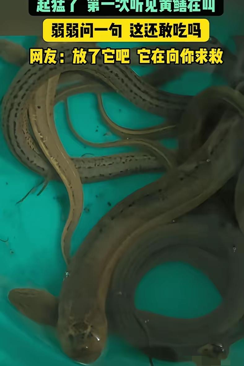 江苏，男子抓了些黄鳝回去吃，结果，他拿刀准备动手时，突然，一条黄鳝竟然发出"嘤嘤