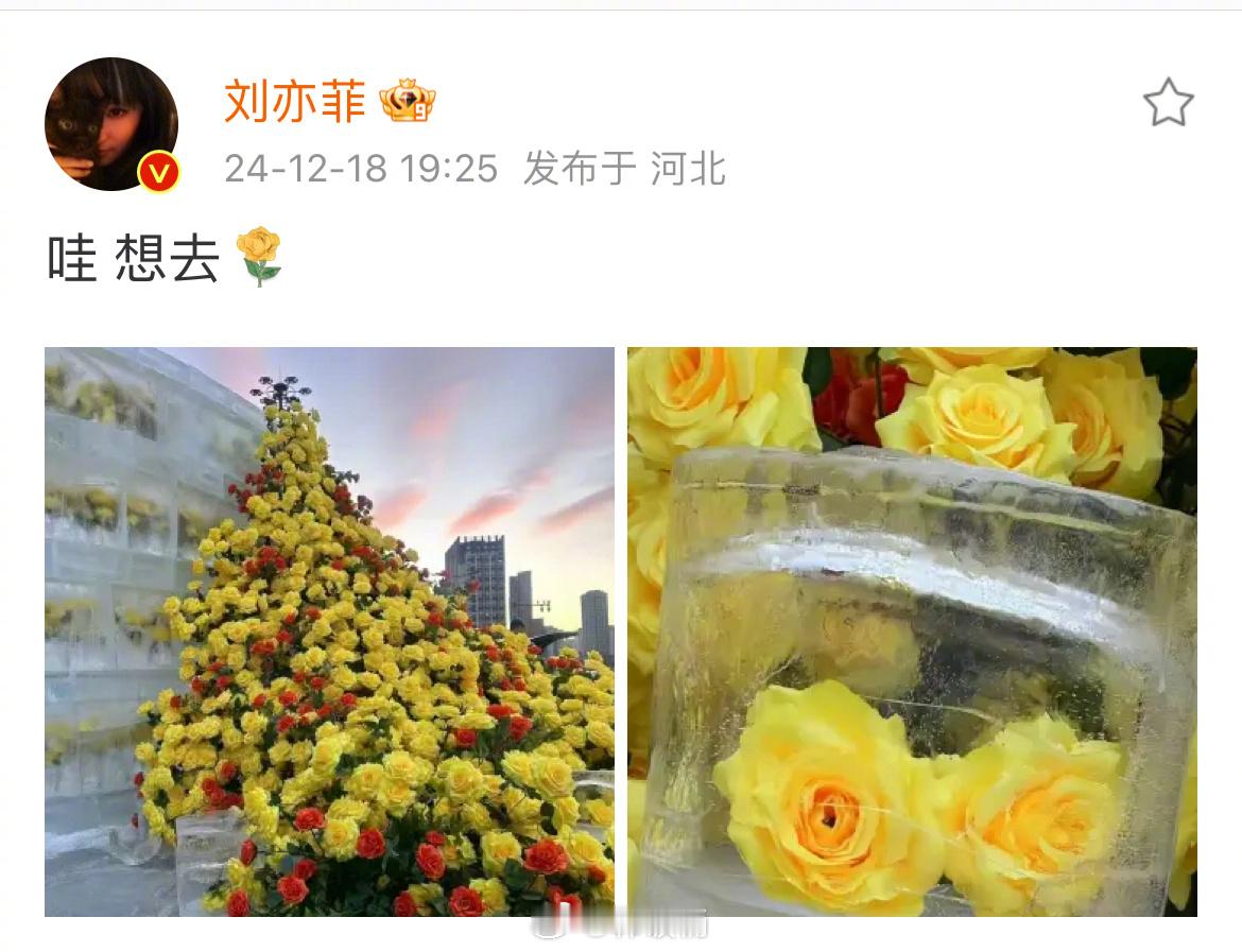 黄玫瑰刘亦菲也想去看哈尔滨冰封黄玫瑰[抱一抱] 