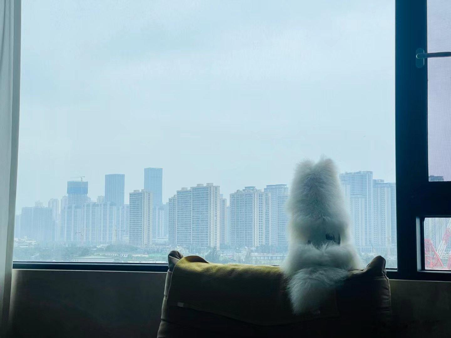 这几天连着下雨，给小狗🐶都整emo了～好在，马上要天晴了！ ​​​