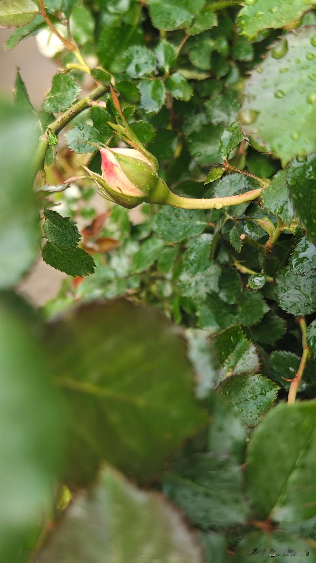 太感性过不了柴米油盐，太理性过不了风花雪月，余生只愿手执烟火以谋生，心怀诗意以谋