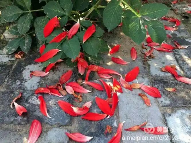 下联：秋雨无情摧落红。

（图片来自网络）