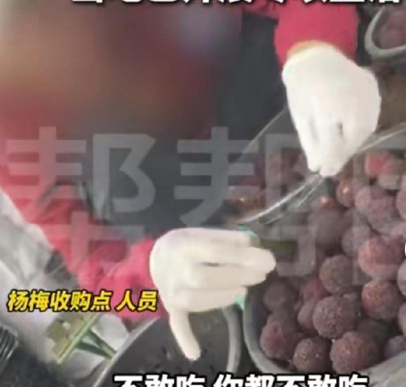 福建10多家杨梅收购点用药水浸泡杨梅，泡过药的杨梅 收购杨梅的工作人员都不敢吃。