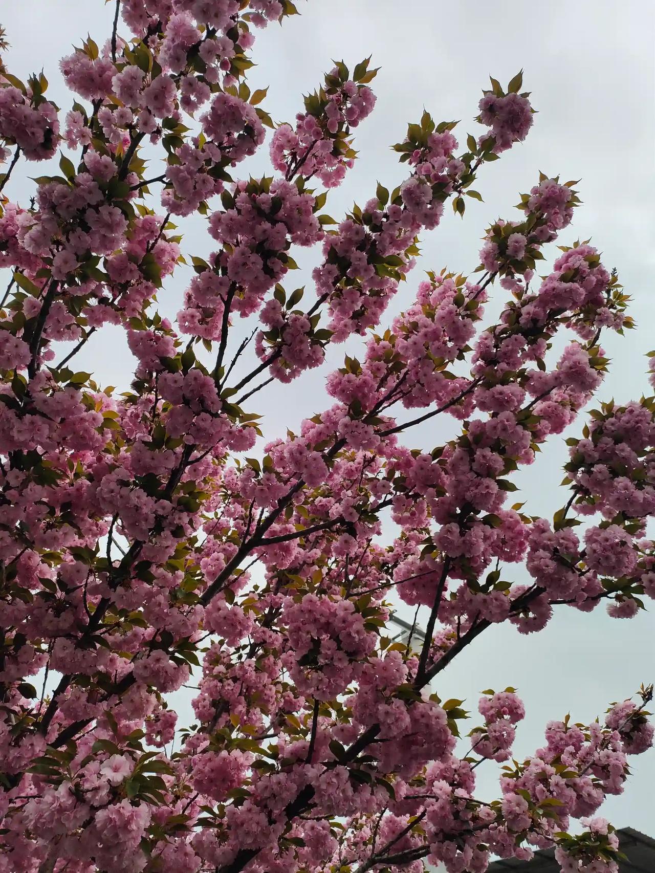 春风拂面，花开枝头，日子都变得温柔明亮。不负好春光，好好生活，慢慢欣赏。[微风]
