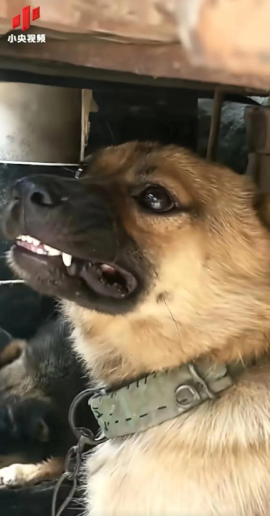 你能想象这是央妈发的视频？
狗子犬吠，哎呀咧嘴一脸不服，好像要咬人的架势，结果呢