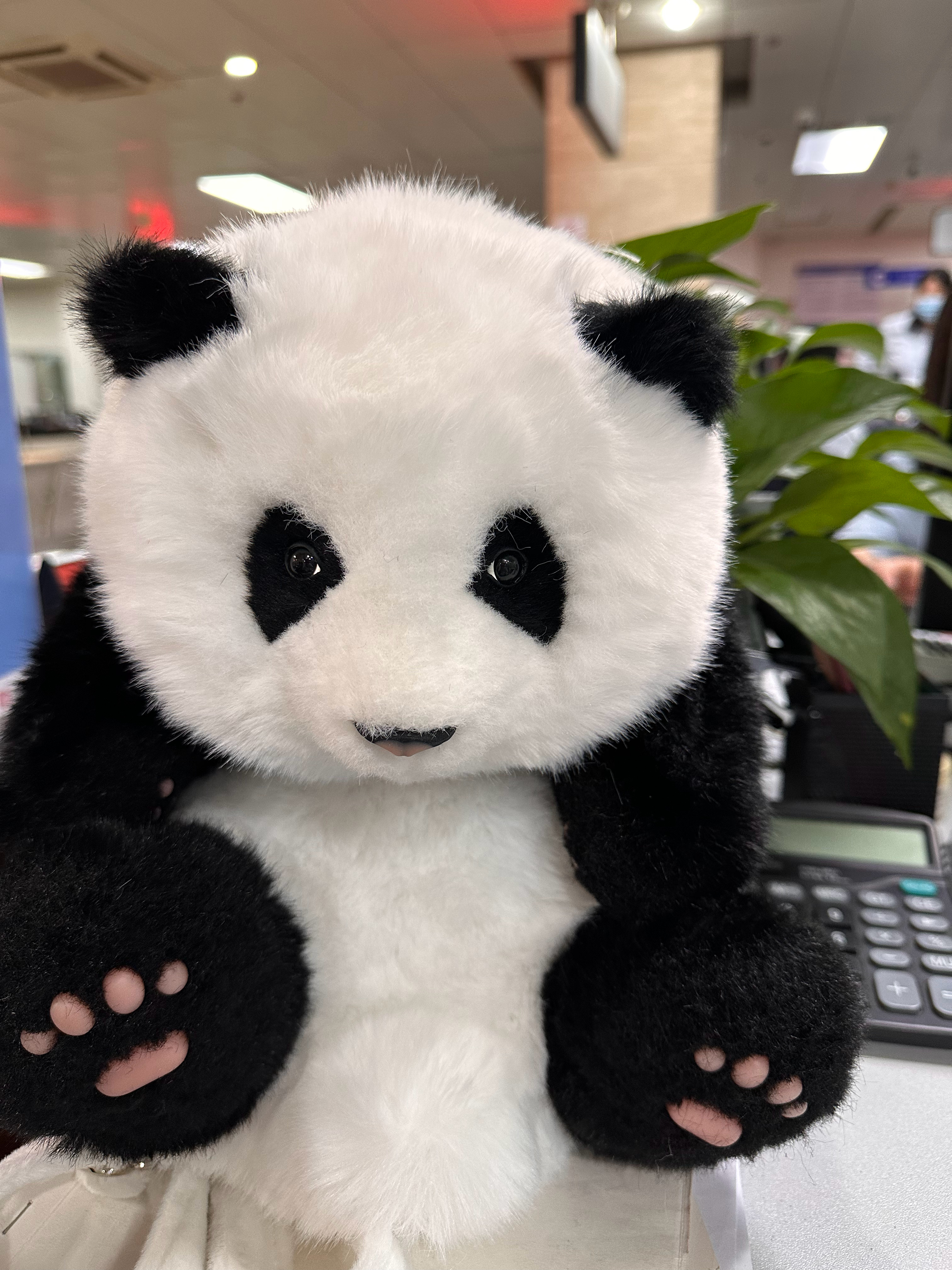 下午上班就要开始欣赏我的果赖了 ​​​