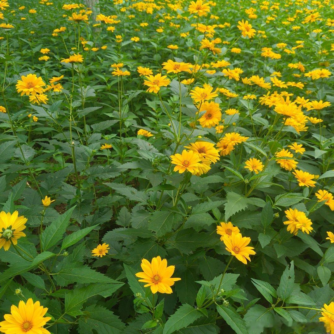 谁懂啊！这片金灿灿的花海真的太治愈了✨随手一拍就是油画感～花朵密密匝匝，像撒了一