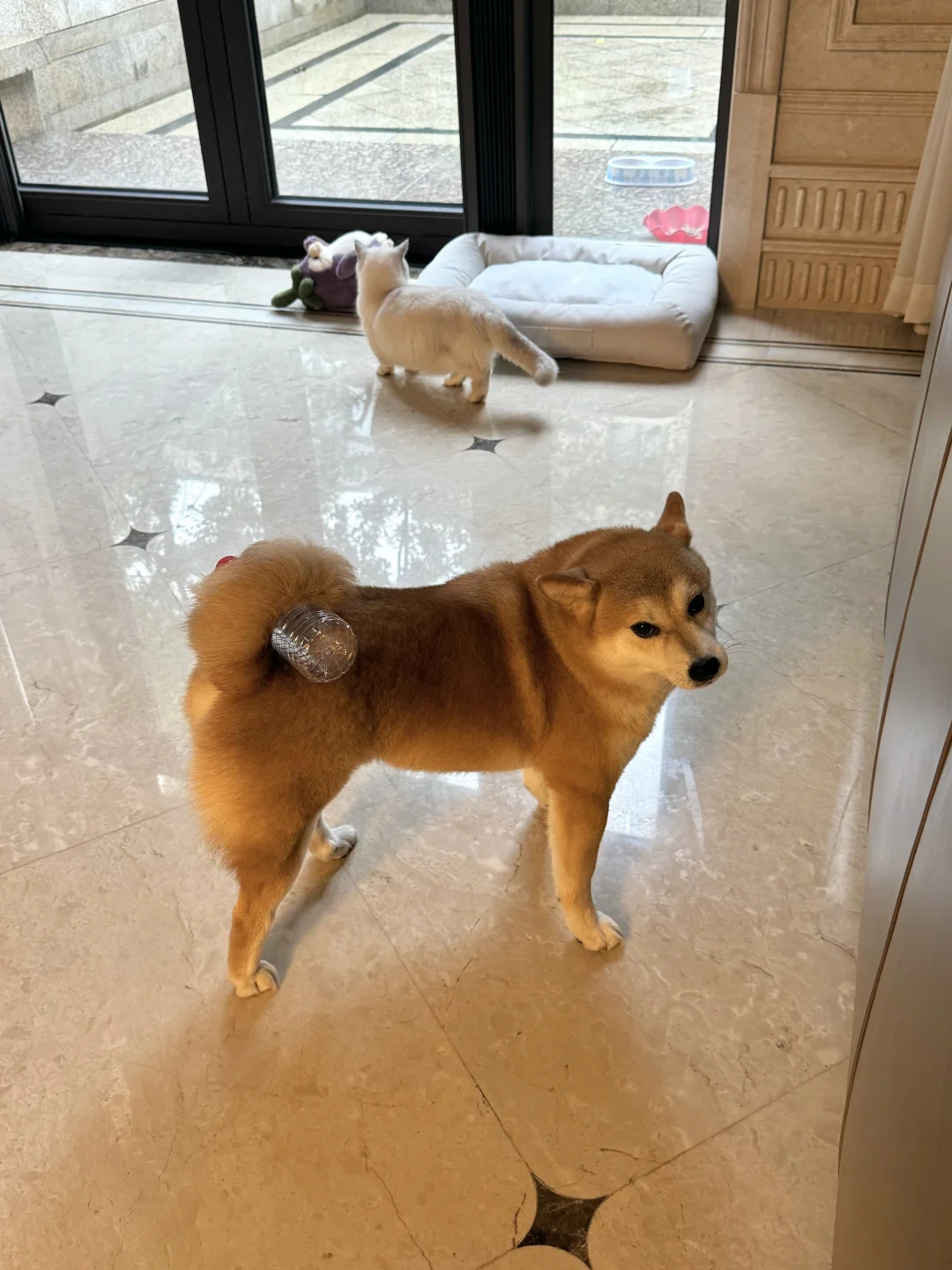 柴犬背柴