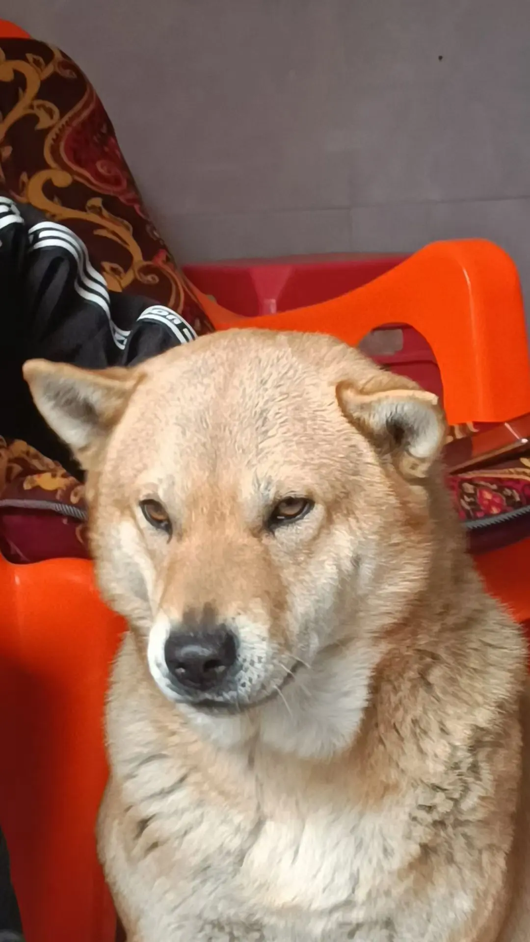 田园犬