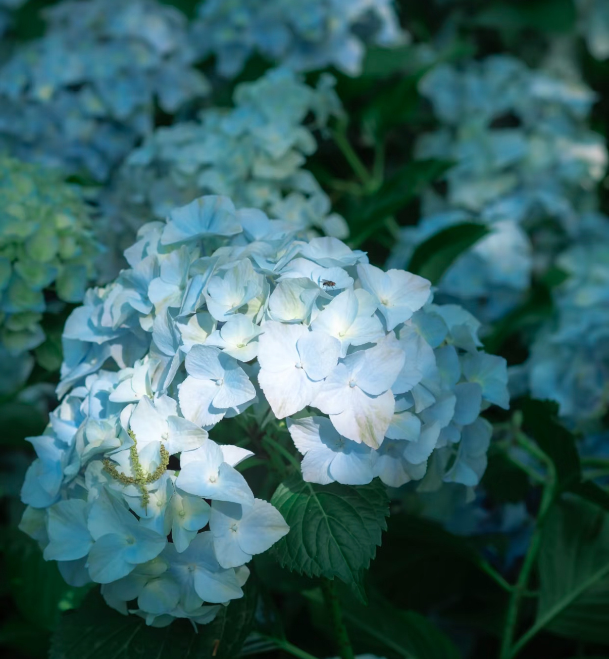 0800绣球花的种植方法绣球花花团硕大饱满，花色会随土壤酸碱度改变，酸性土开出蓝