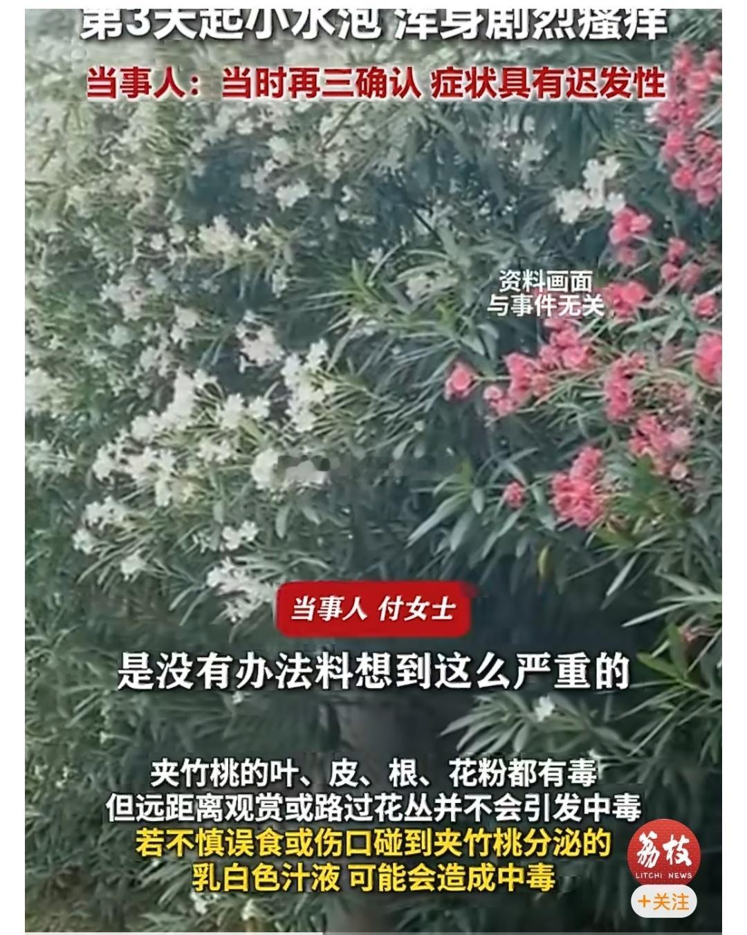 女生嘴含夹竹桃拍照中毒过敏夹竹桃很美，但全株有毒碰要小心。