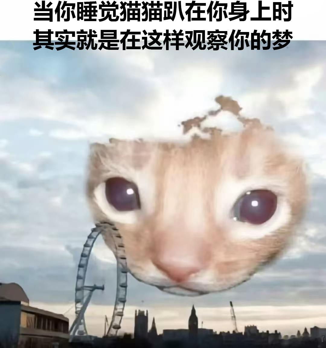 神奇猫猫 