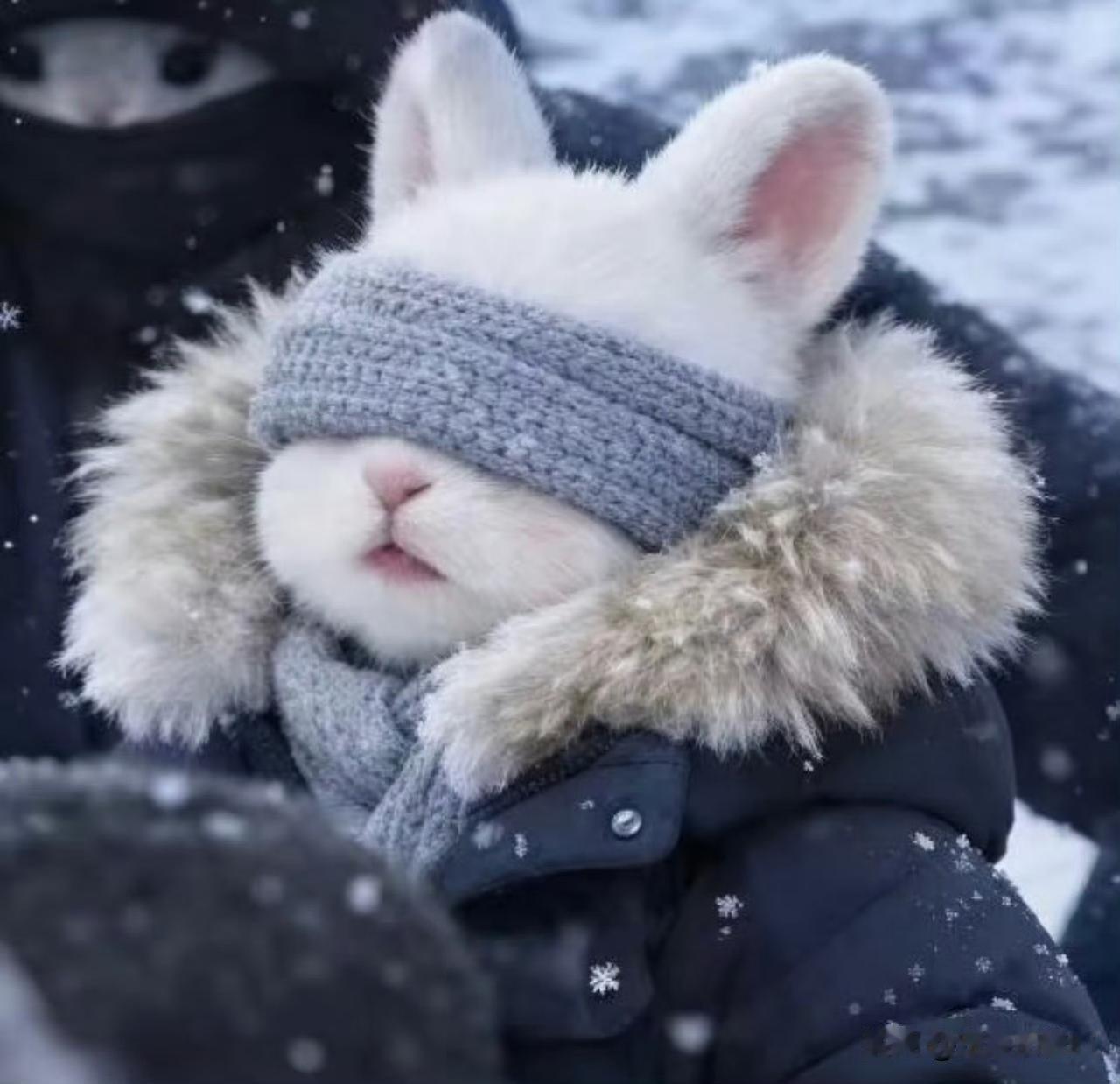 我要换新头像了，可爱蒙眼亮亮兔🐰