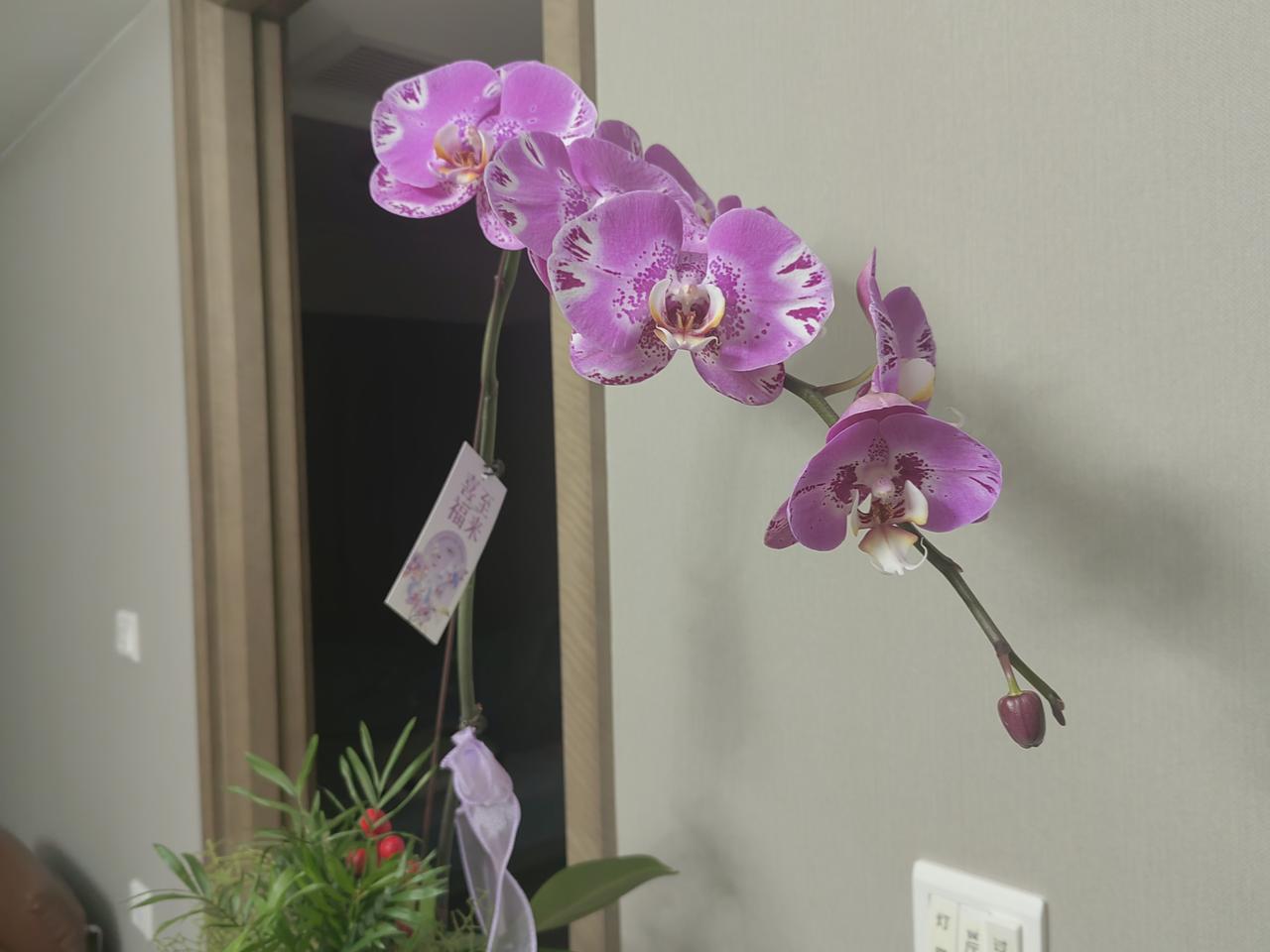 蝴蝶兰‌，属于兰科，多年生草本植物，因花型似蝴蝶而得名。
‌外观特点‌：花瓣是粉