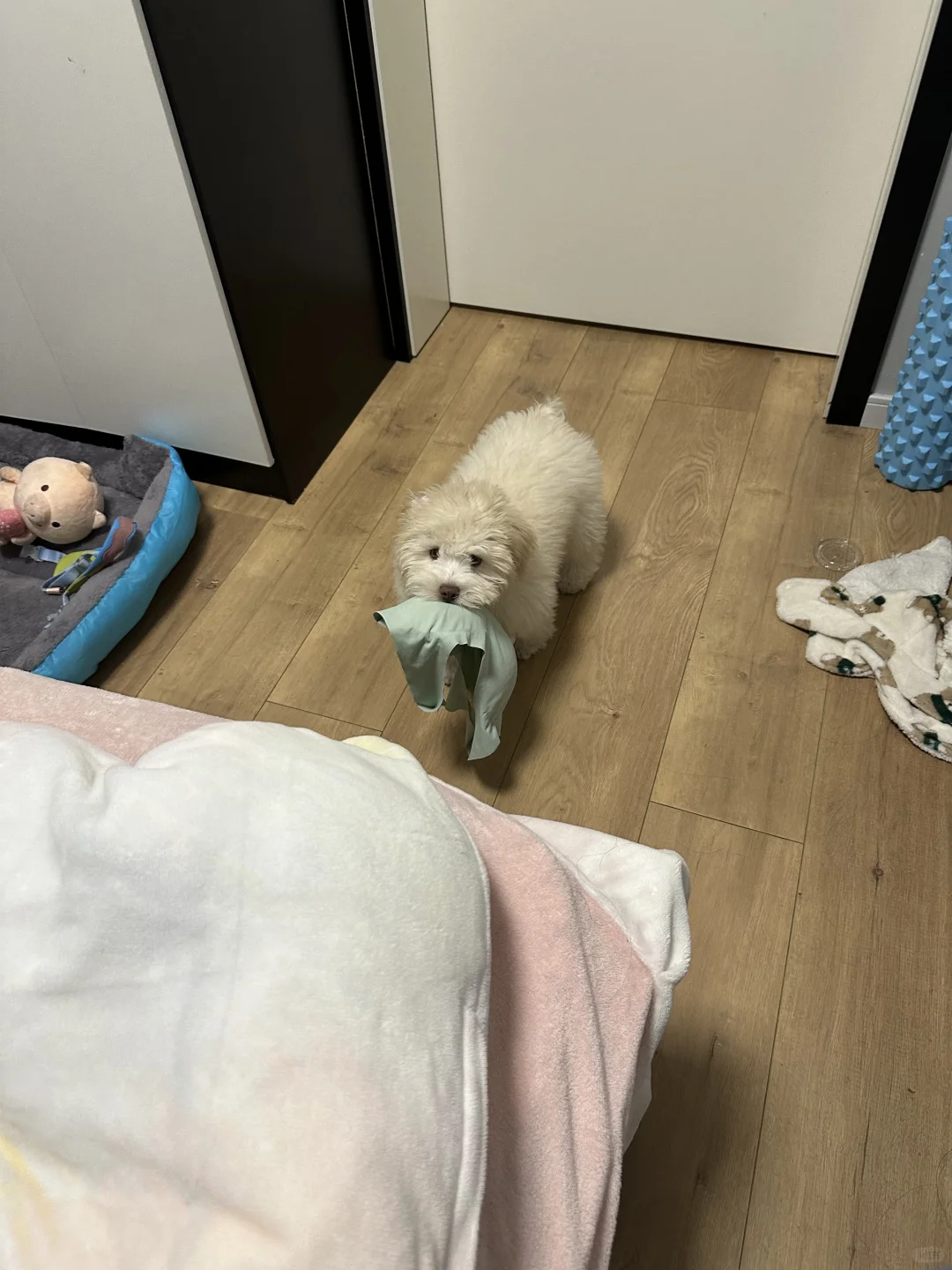 可爱的小变态