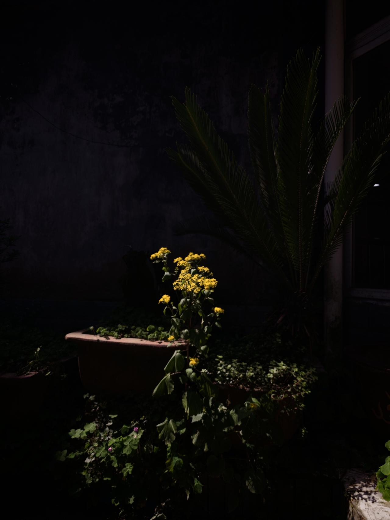 墙角的野花，无论你想不想它，它就在那里自由自在的开放。