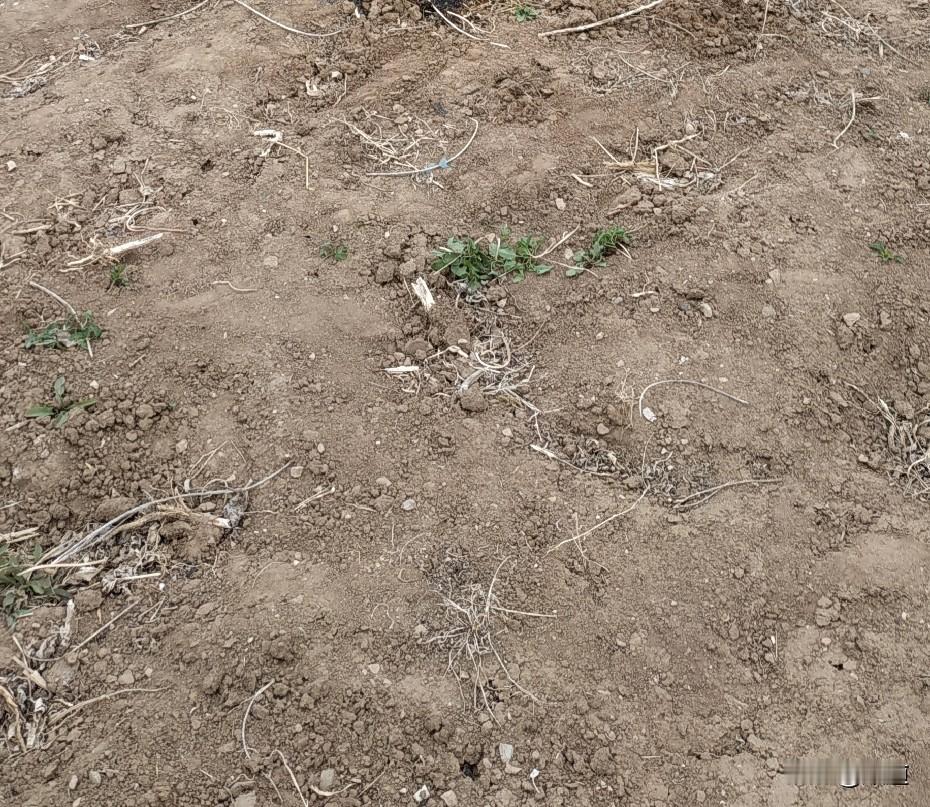 我出生在东北辽宁某市某县某镇的一个小山村，为什么叫小山村呢？就是平地很少，有山，