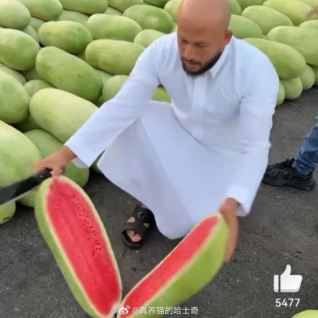 沙特巨型西瓜为何国内少见以前不少，小时候吃过这种瓜，还有那种黑皮的，现在都基本见