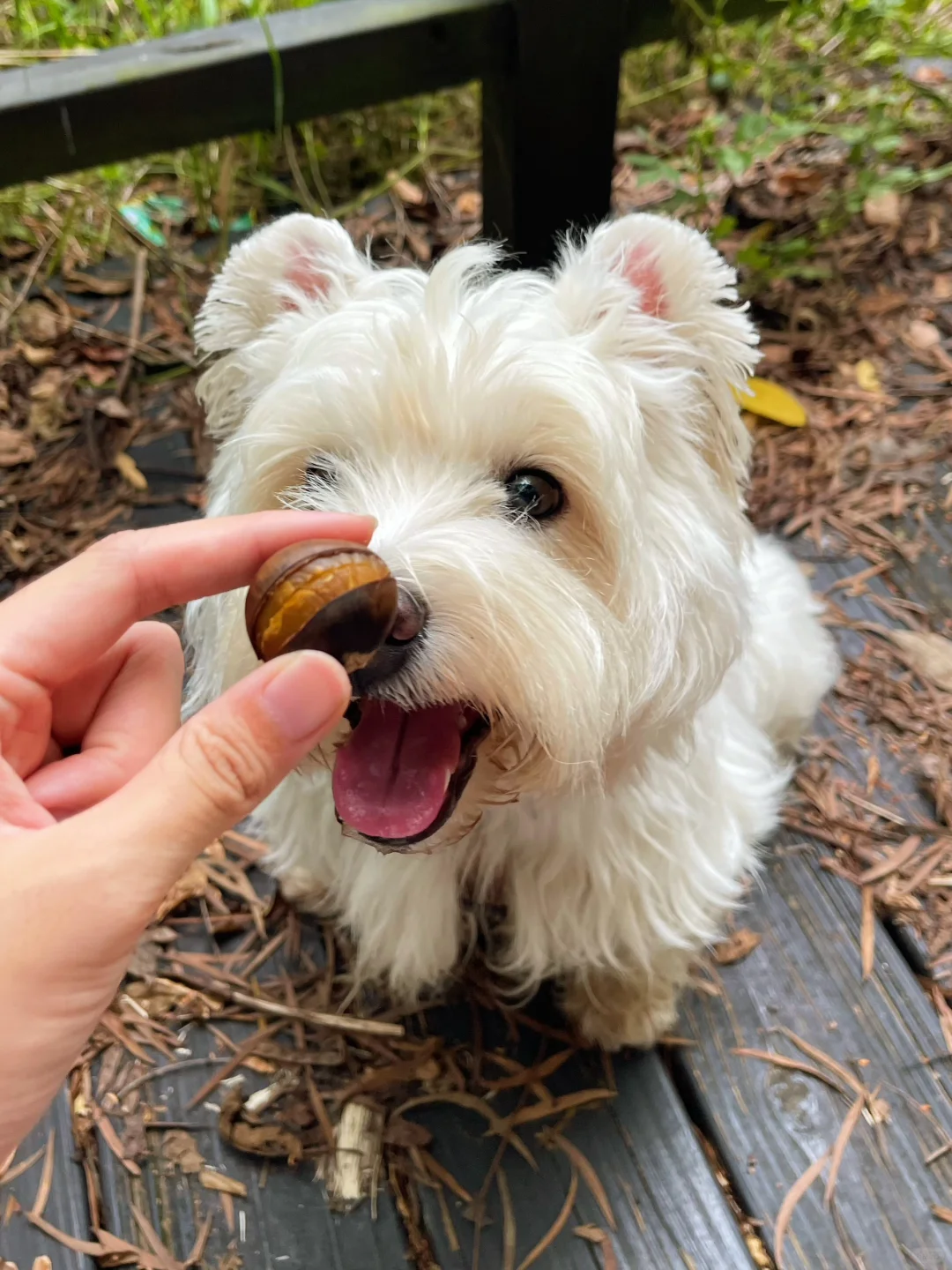 小狗吃到了秋天的第一口栗子！