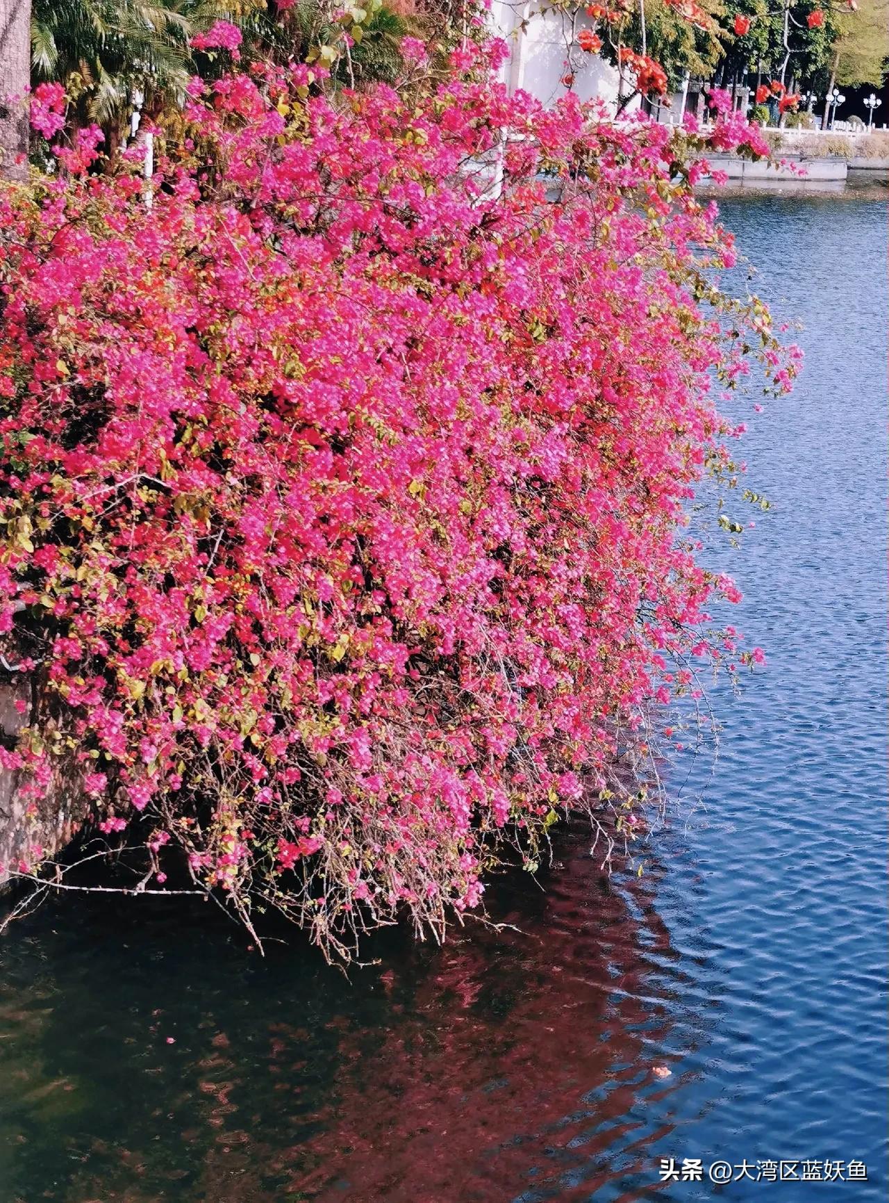 早上刷到有人说“东山湖公园花期过了”，吓得我抓起相机就往那跑——结果到了才发现，