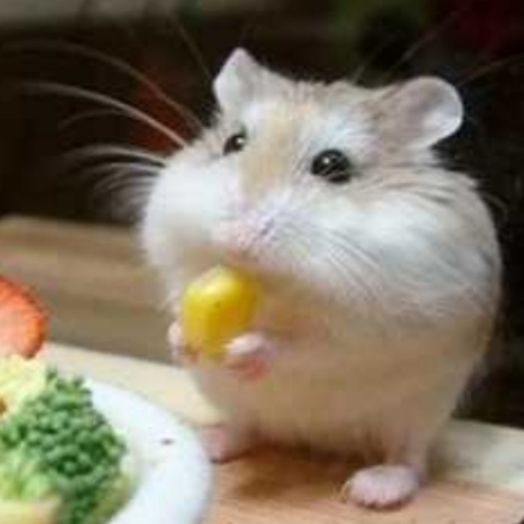 今天看我家韵娜有一种仓鼠感🐹嚼嚼嚼嚼嚼嚼萌萌萌萌萌 