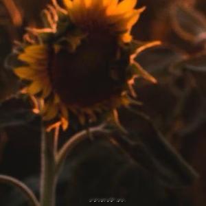 晚安心语 ‧₊⋆ ❅.˳⁺⁎˚ ☃︎⋆* ❆·· ☃︎*‧₊. ⋆ ∗.˳⁺⁎˚