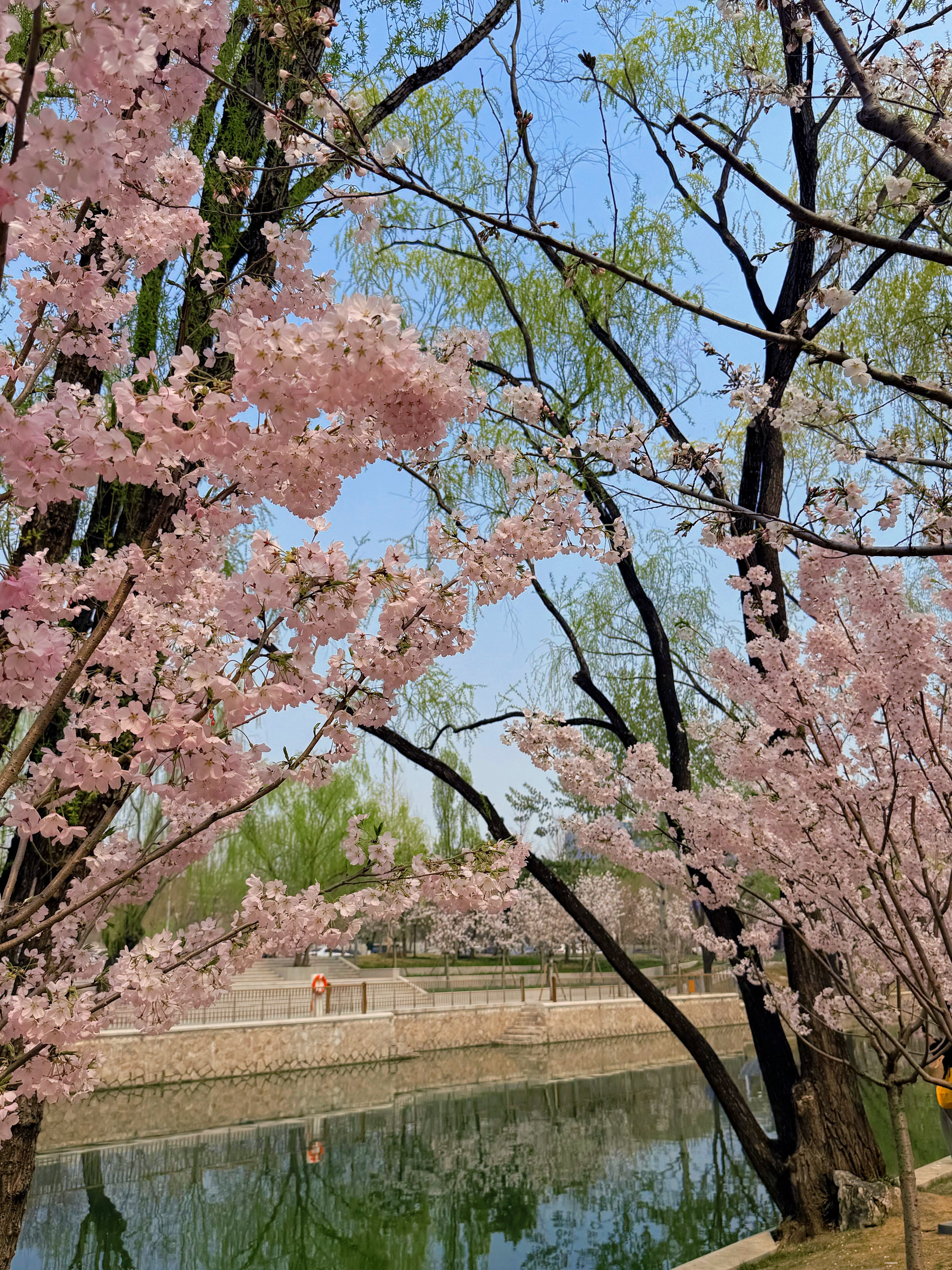 春风一至，樱花便如约铺满枝头，如云似雪，温柔了整个春日。粉白的花瓣层层叠叠，在暖